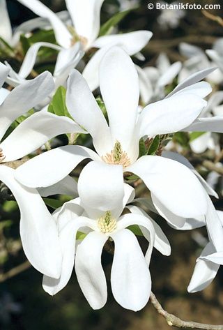 Magnolia kobus