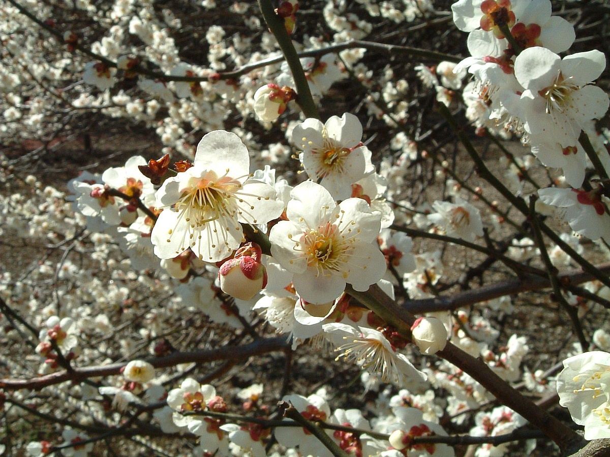 Prunus mume