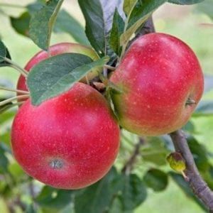 Apple Double Hetlina/Montys Surprise