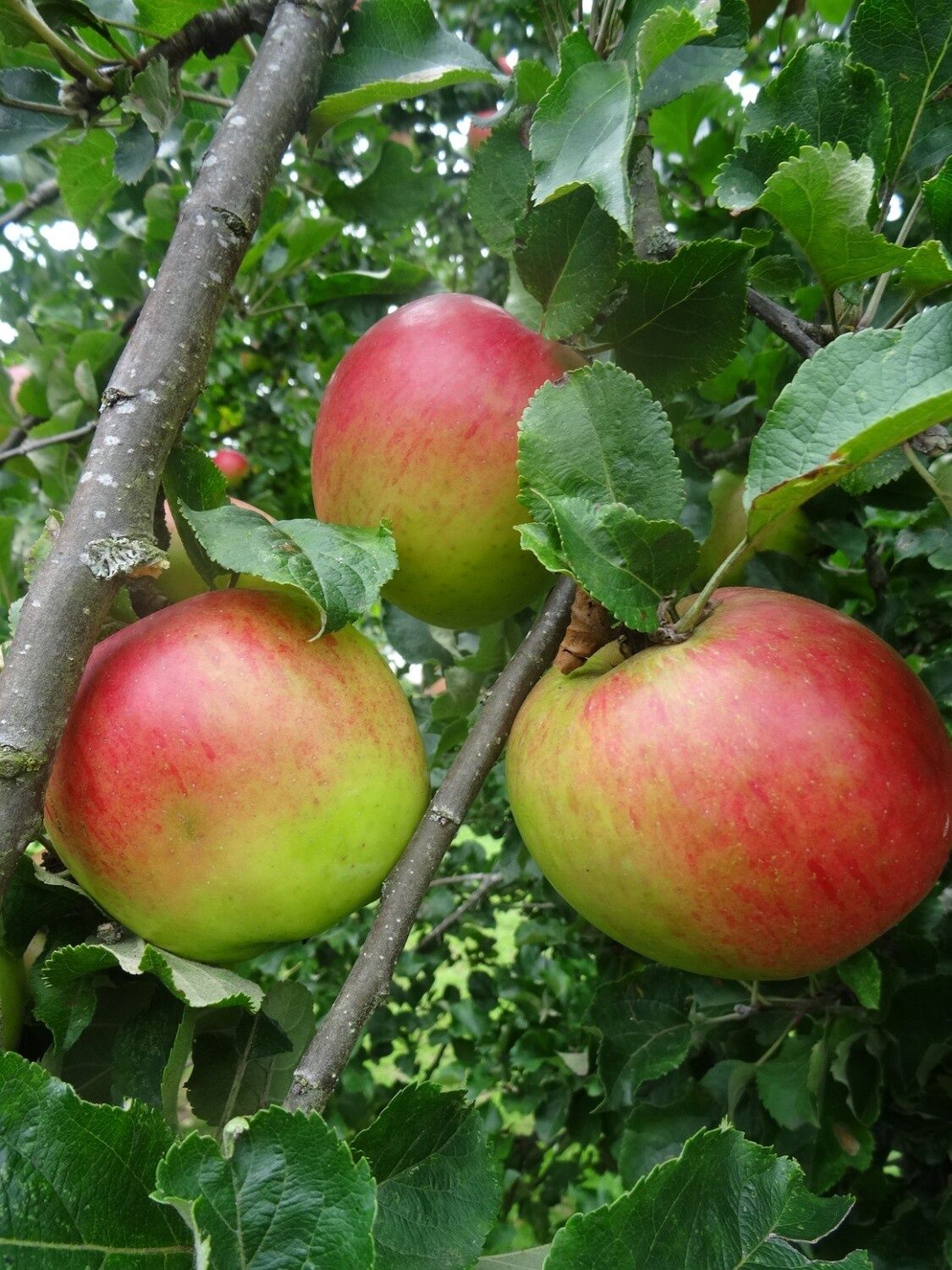 Apple Martini - Pb12