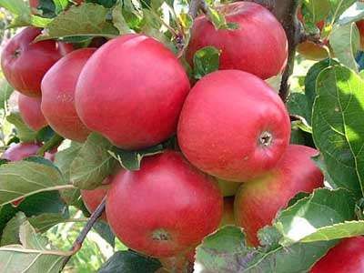 Apple Scarlet Pimpernel - Pb12