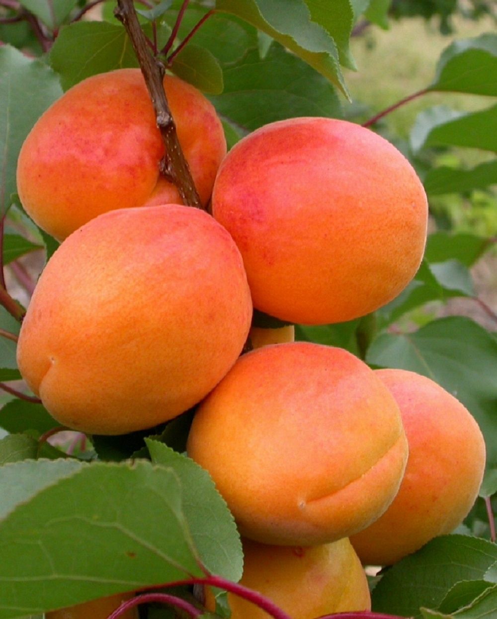 Apricot Tomcot - 25ltr Large Grade Espaliered