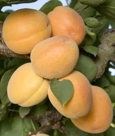 Apricot Trigems