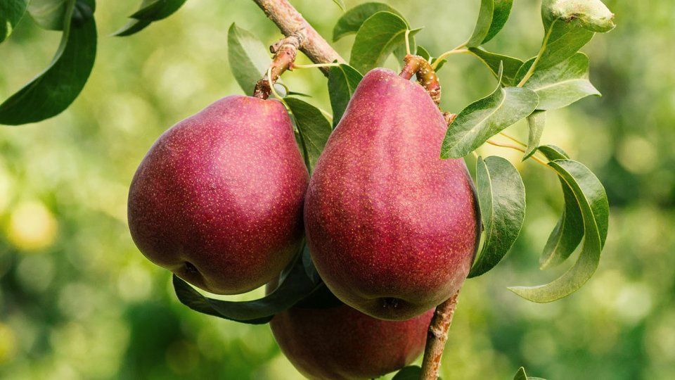 Pear dual Red Bartlett/Doyene du Comice