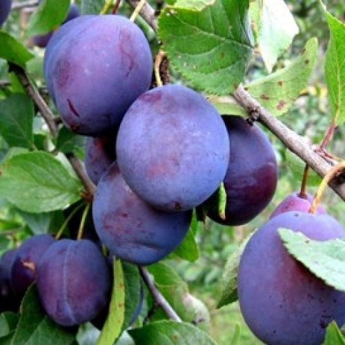 Plum Spring Satin, Plumcot – 25ltr Large Grade Espaliered