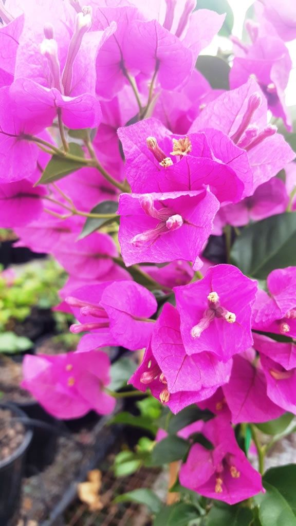 Bougainvillea Zulu