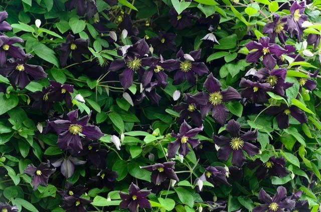 Clematis Black Ice