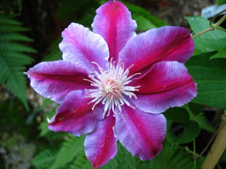Clematis Fireworks