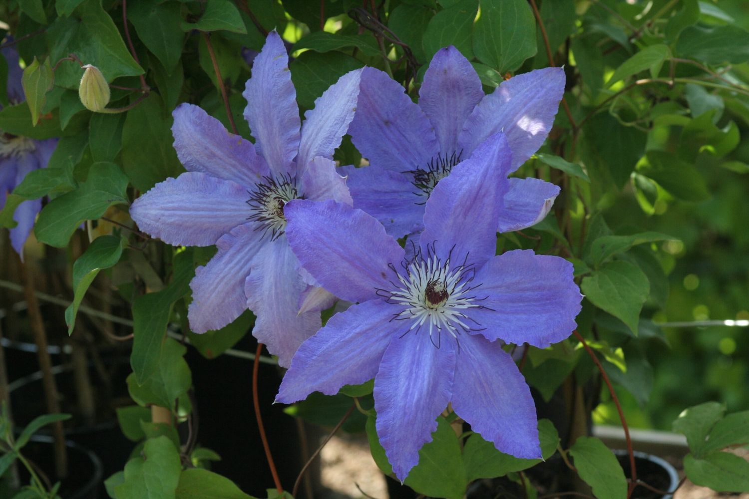 Clematis x Alice Fisk