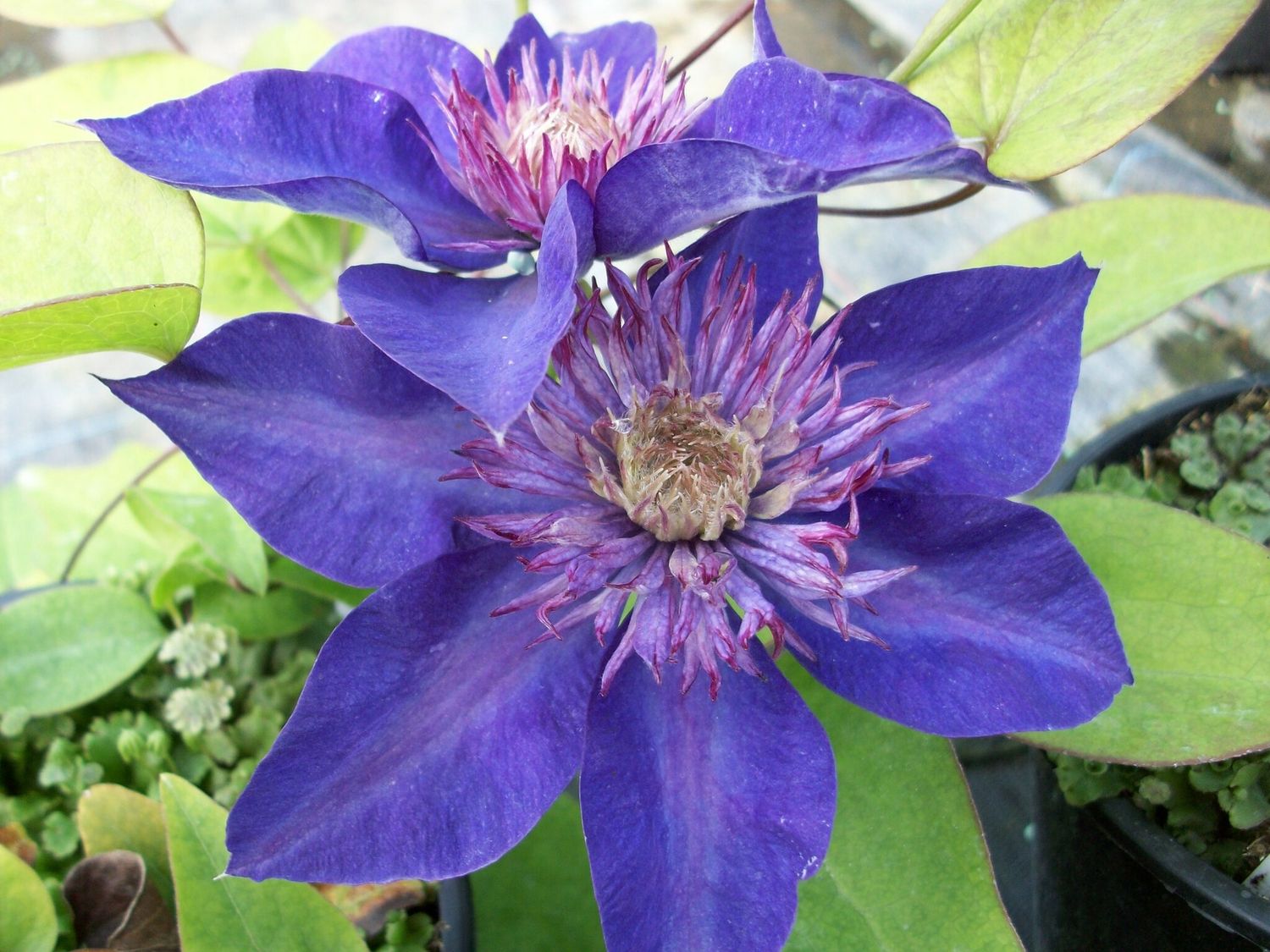 Clematis x Multi Blue