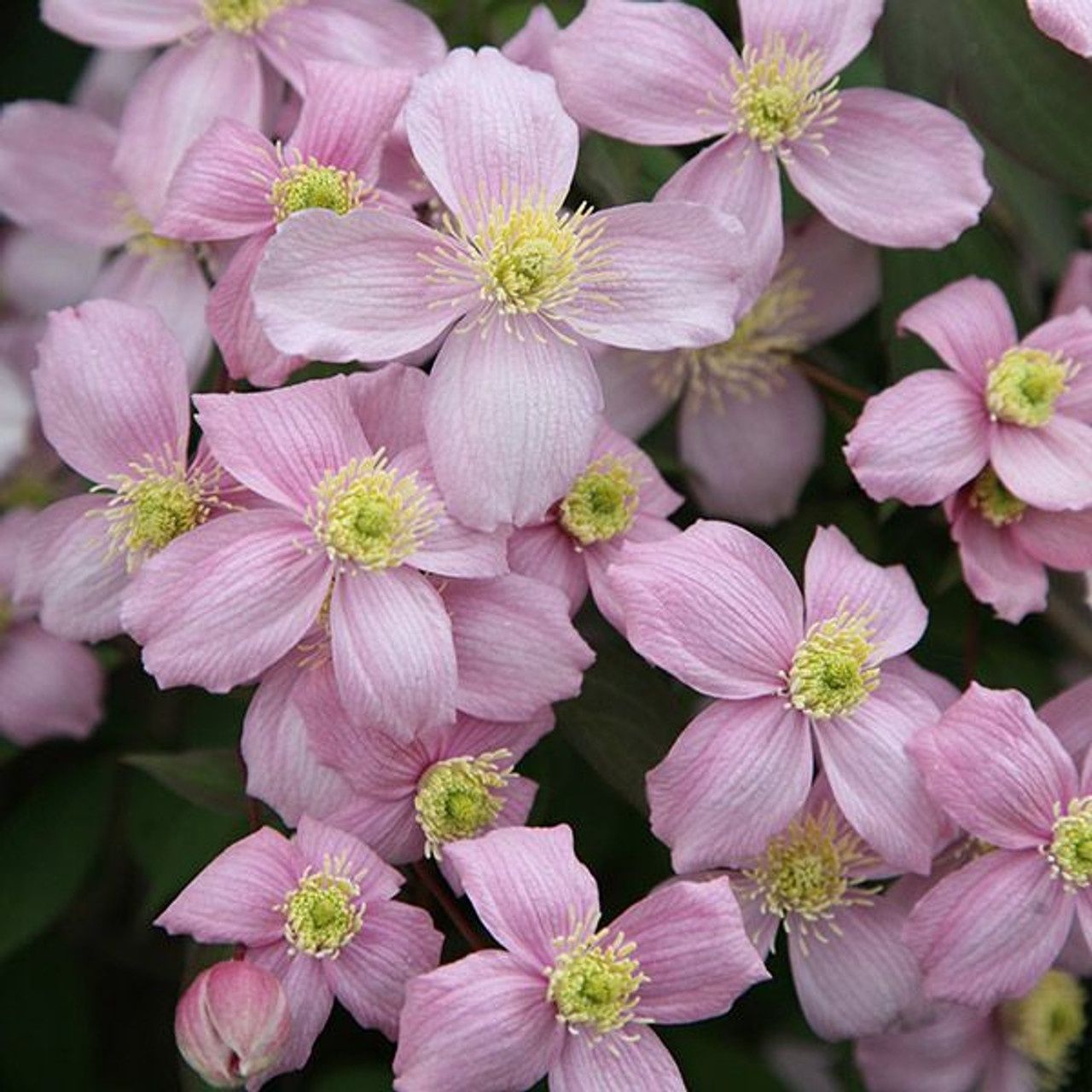 Clematis Montana Rubens