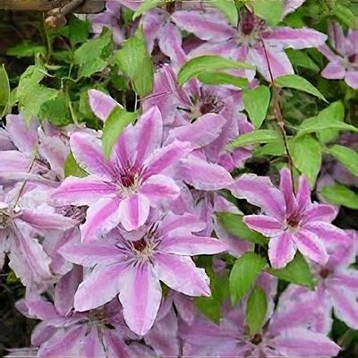 Clematis John Warren