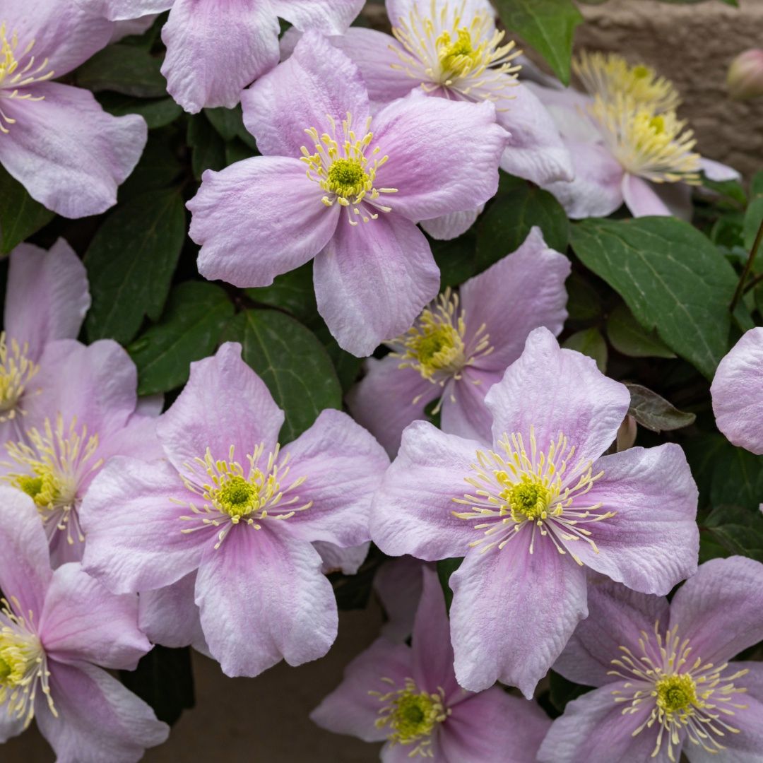 Clematis Pink Giant Star