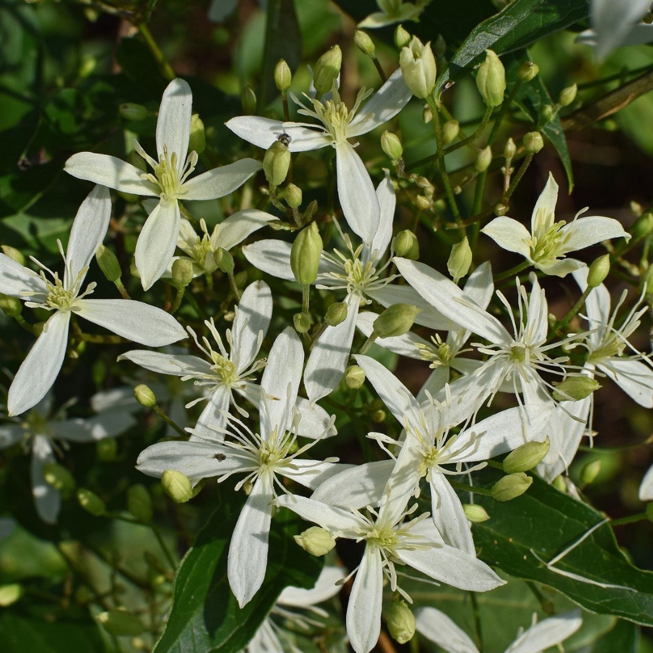 Clematis Spring Essence