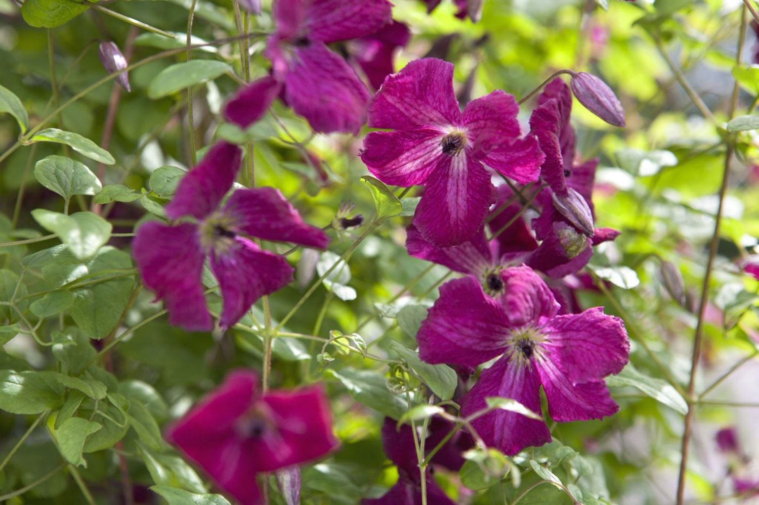 Clematis v. Kermesina