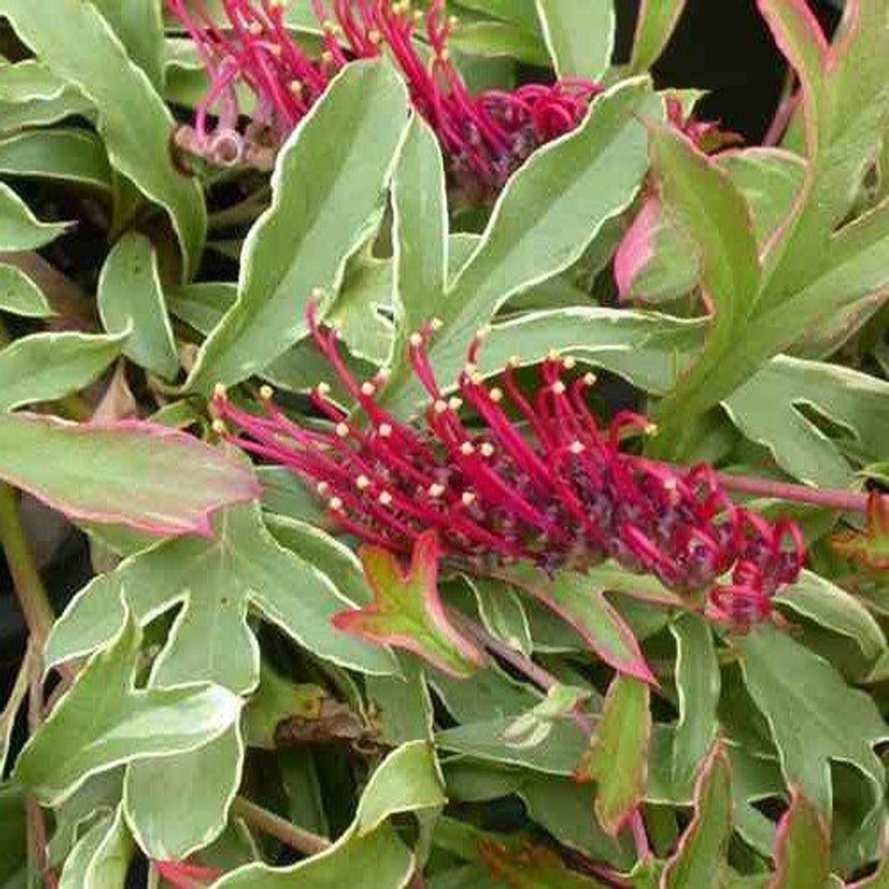 Grevillea Gaudi's Ghost