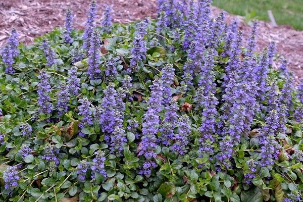 Ajuga Texas Tough