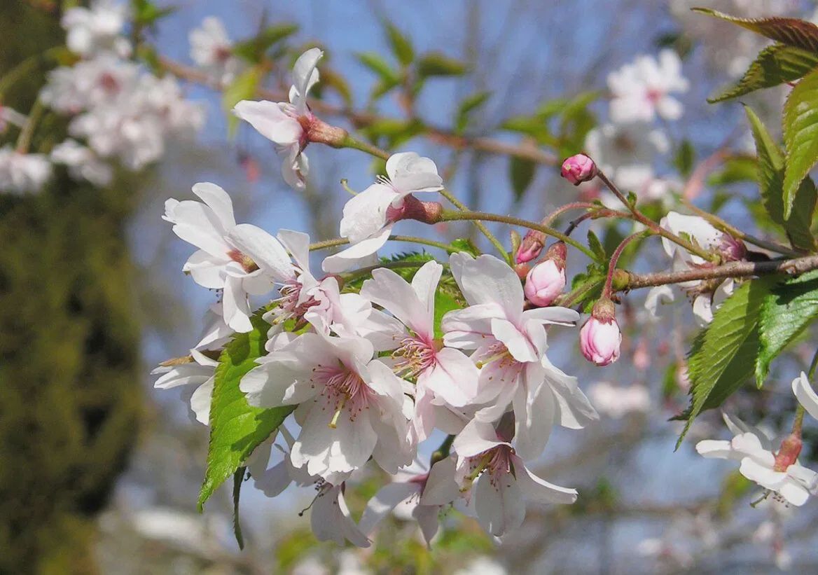 Prunus Southern Gem
