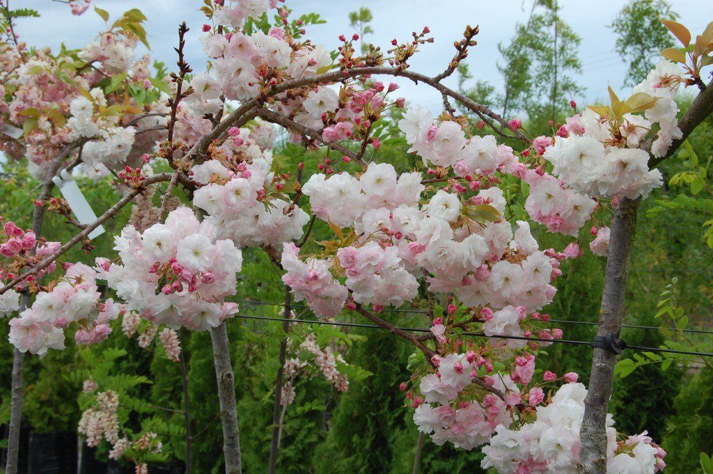 Prunus Shimidsu Sakura, Moonlight Flowering Cherry - 1.8M STD PB28