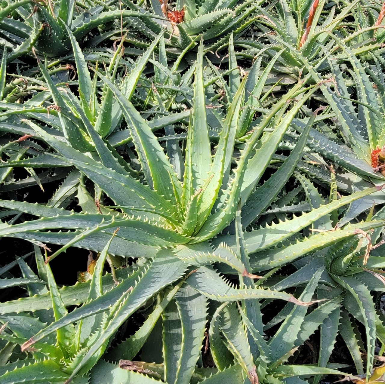 Aloe spinosa