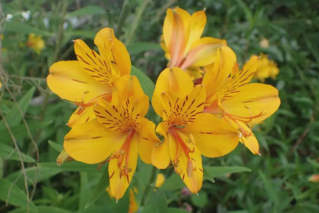 Alstroemeria Colonal Mustard