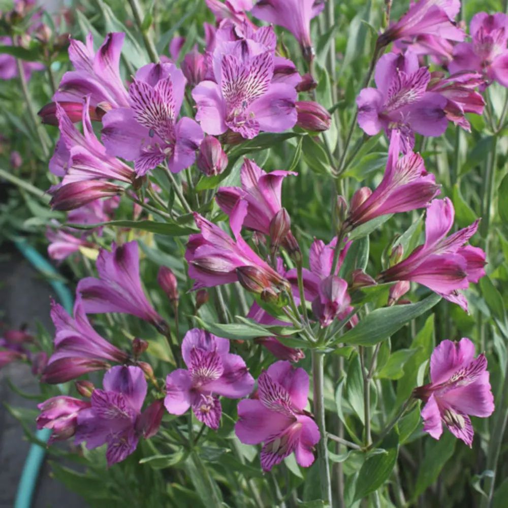 Alstroemeria Lavender Lady
