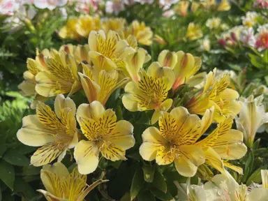 Alstroemeria Lemon Drop