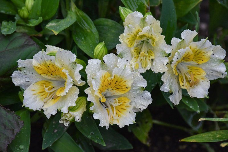 Alstroemeria Princess Yentl