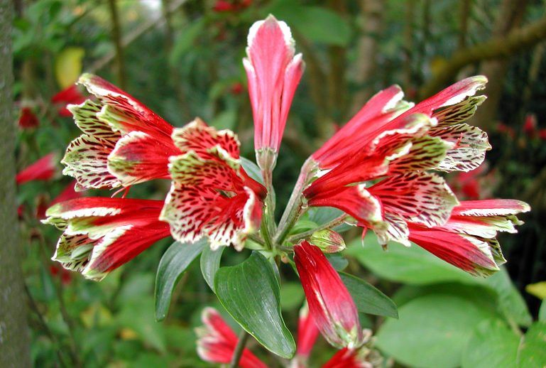 Alstroemeria pulchella