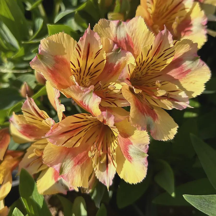 Alstroemeria Sunset