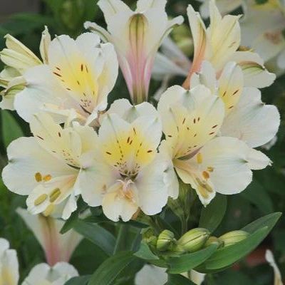 Alstroemeria Summer Sky