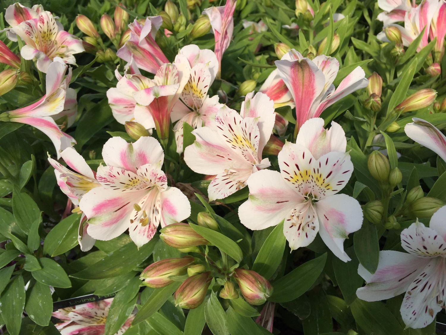Alstroemeria Vienna