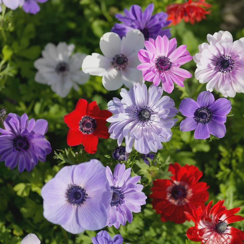 Anemone De Caen - Mixed