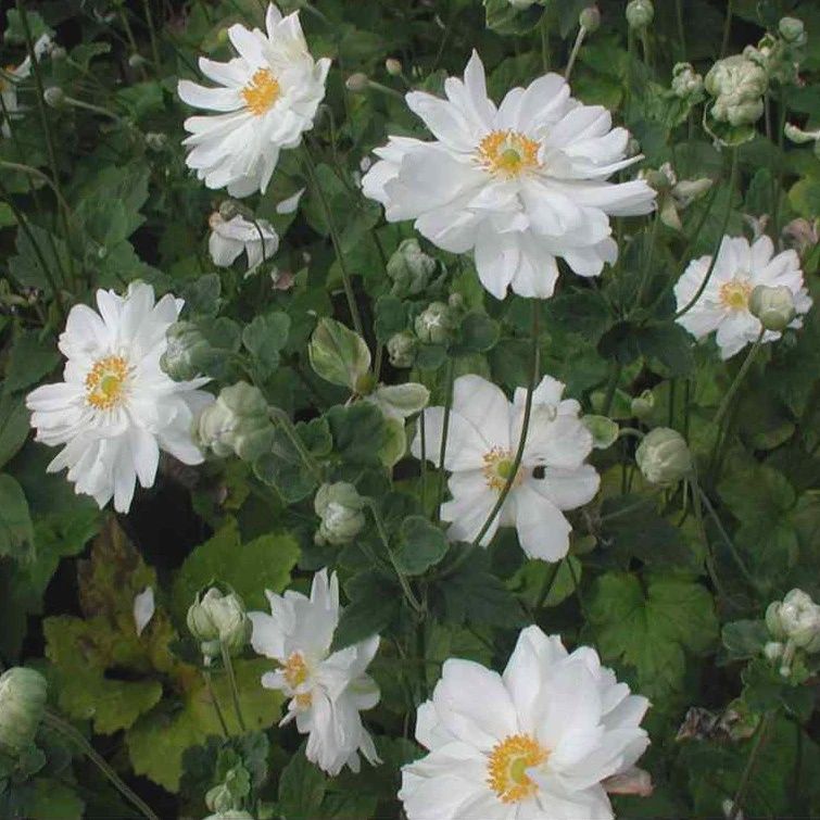 Anemone japonica Double White