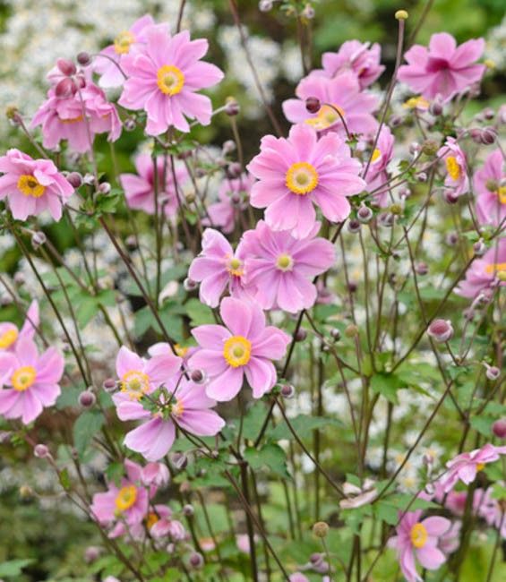 Anemone japonica Single Pink