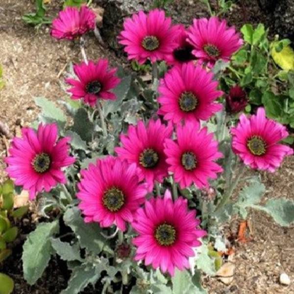 Arctotis x Magenta Wine