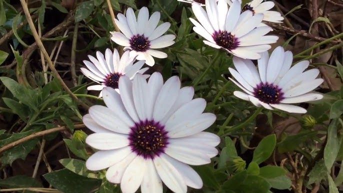 Arctotis x White, African daisy - 1.5L