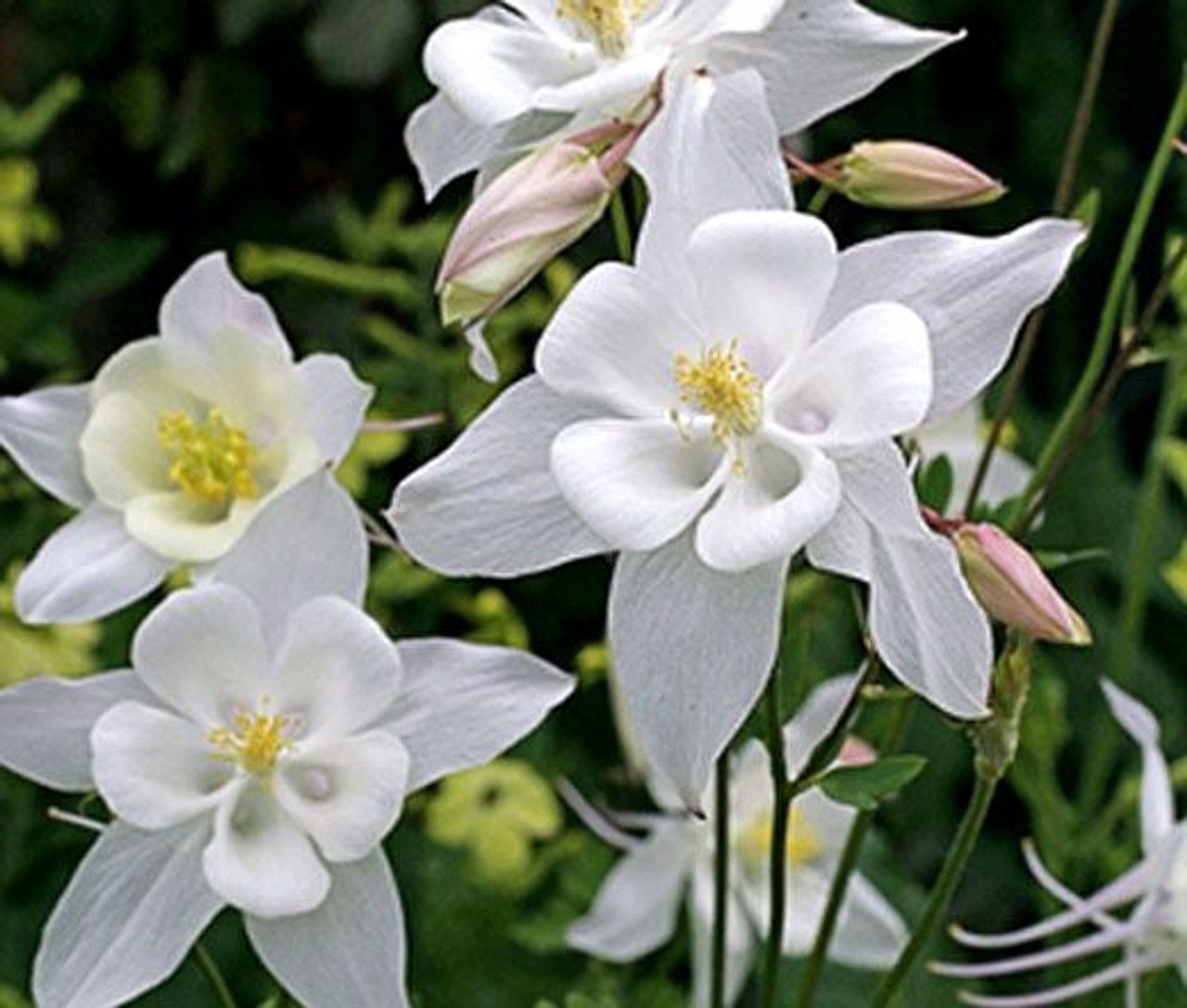 Aquilegia Crystal Star White