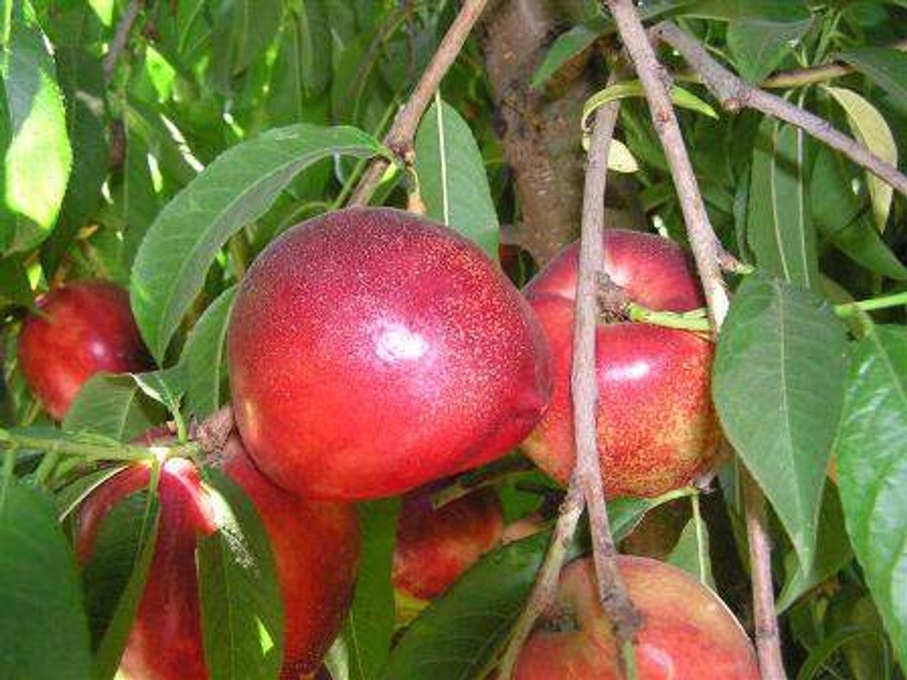 Nectarine Triple Snow Queen/Red Gold/Firebrite - Pb18/Pb28