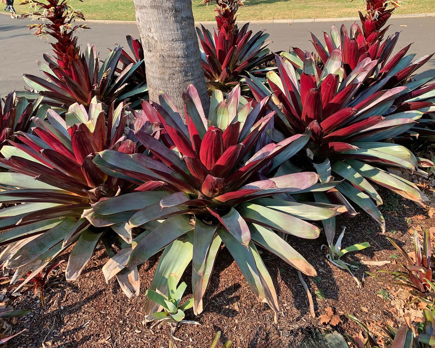 Alcantarea imperialis