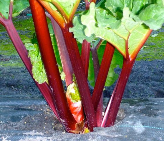 Rhubarb Heritage Ruby Red