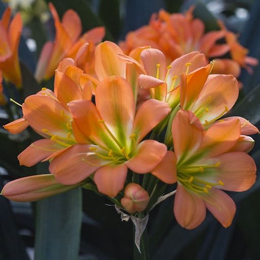 Clivia Orange and Lime