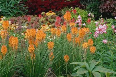 Kniphofia Dwarf Orange