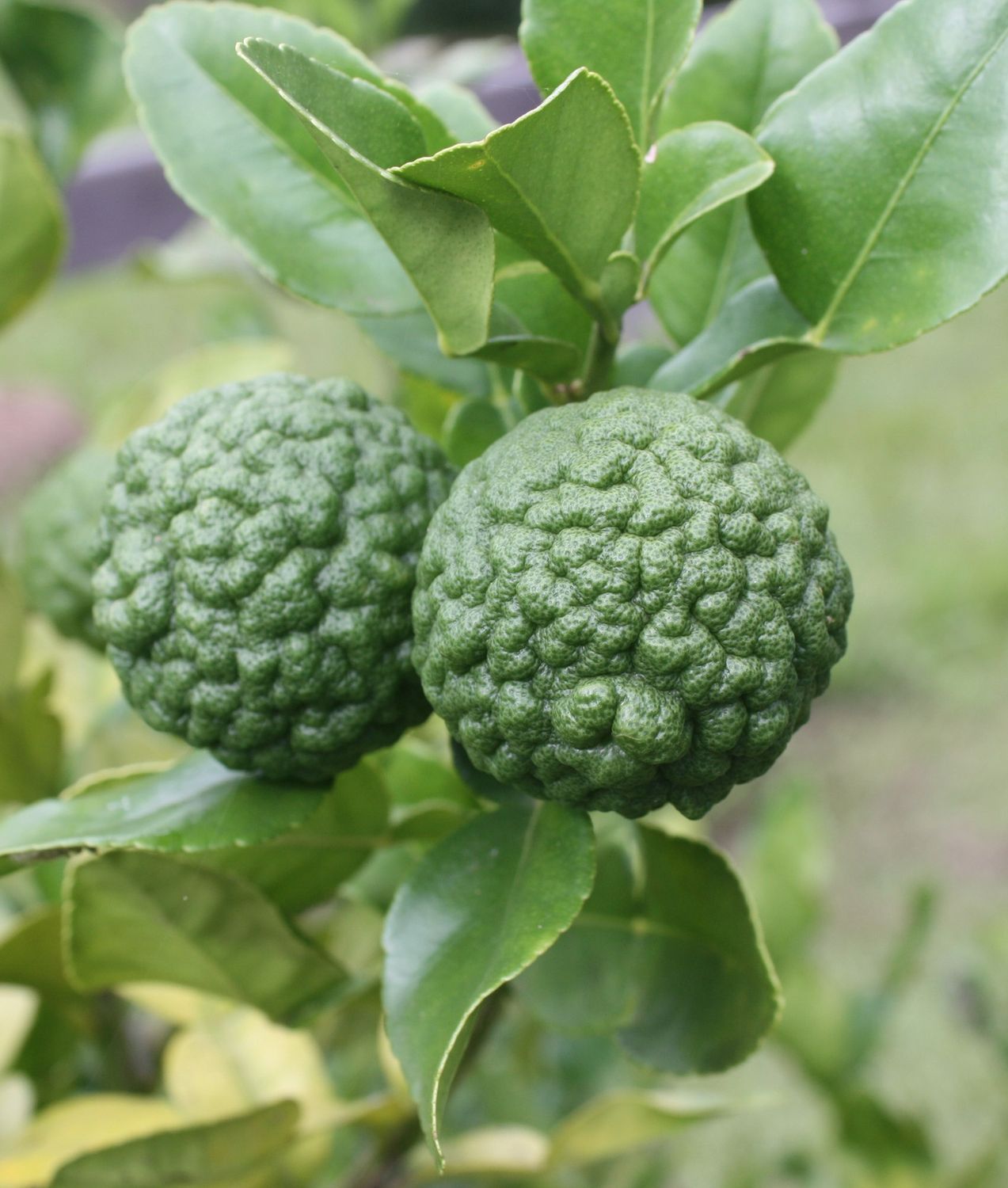 Lime Kaffir topiary standard