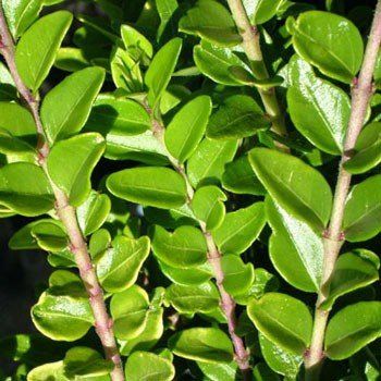Lonicera n. Honey Hedge Lime - tube (20/30)