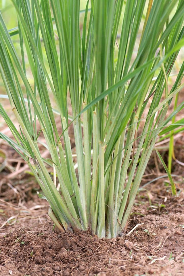 Cymbopogon citratus, Lemongrass - Pb6.5