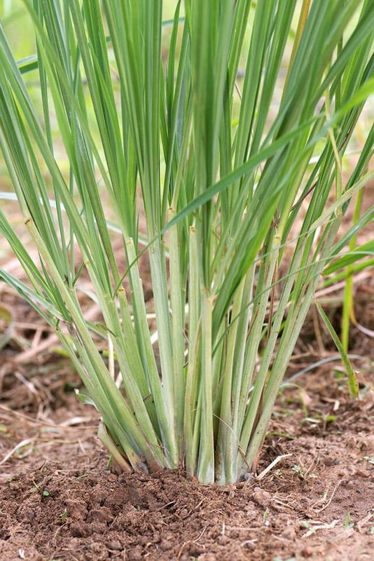 Cymbopogon citratus, Lemongrass - Pb6.5