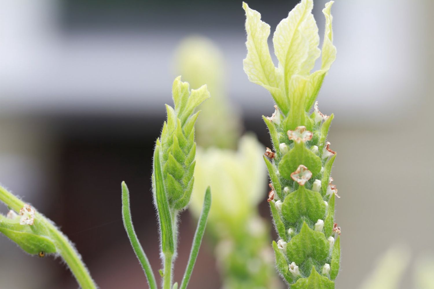 Lavender Lemon Leigh