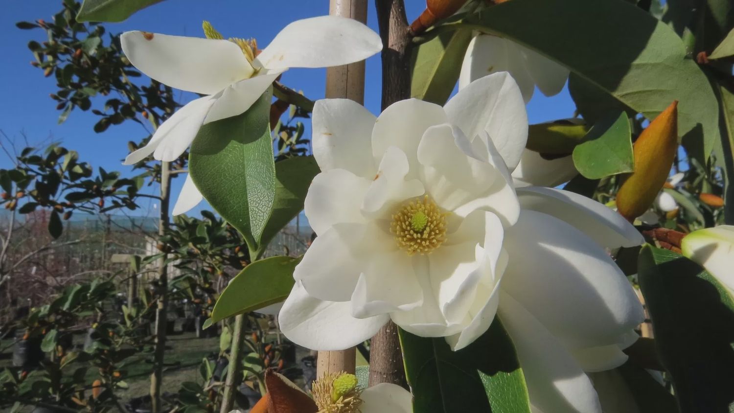 Michelia Lemon Fragrant- large grade