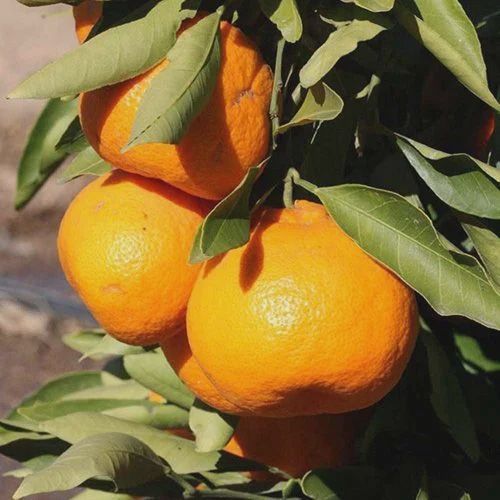 Mandarin Bay Sweetie